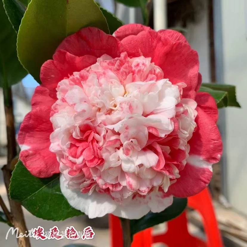 精选埃及艳后 稀有名贵山茶花树苗盆栽 室外阳台绿植花卉重瓣紫色