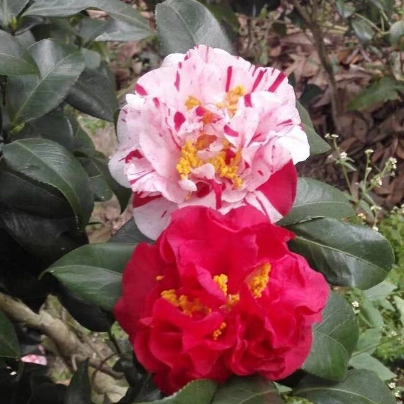 正版梅布尔山茶花名贵进口茶花树苗四季常绿茶花苗多色大型茶花