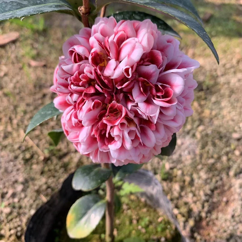 志愿者稀有名贵托桂型品种茶花阳台窗台盆栽早花福建龙岩茶花