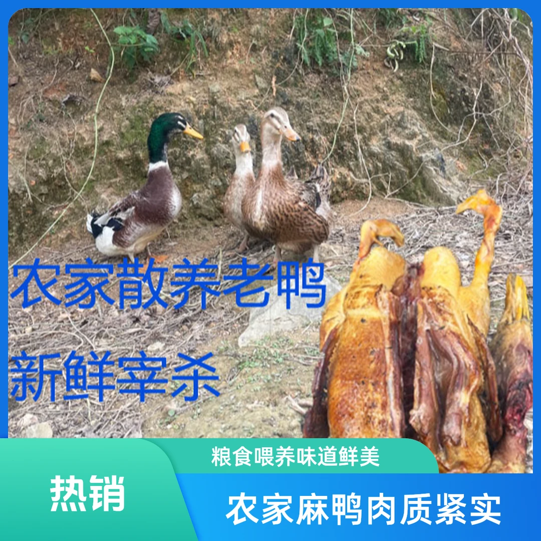 农家纯粮食喂养老麻鸭番鸭，宰杀好发货，肉质紧实，宰后不退