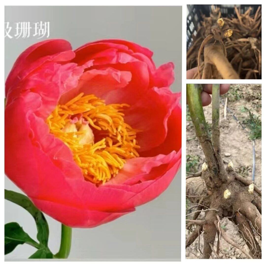 超级珊瑚芍药2-3芽   秋天发货