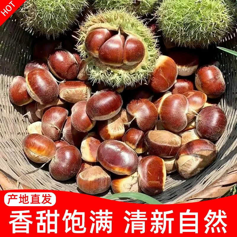 【19.9/5斤】新鲜板栗生栗子农家野生板栗非油栗批发饱满原生态产品