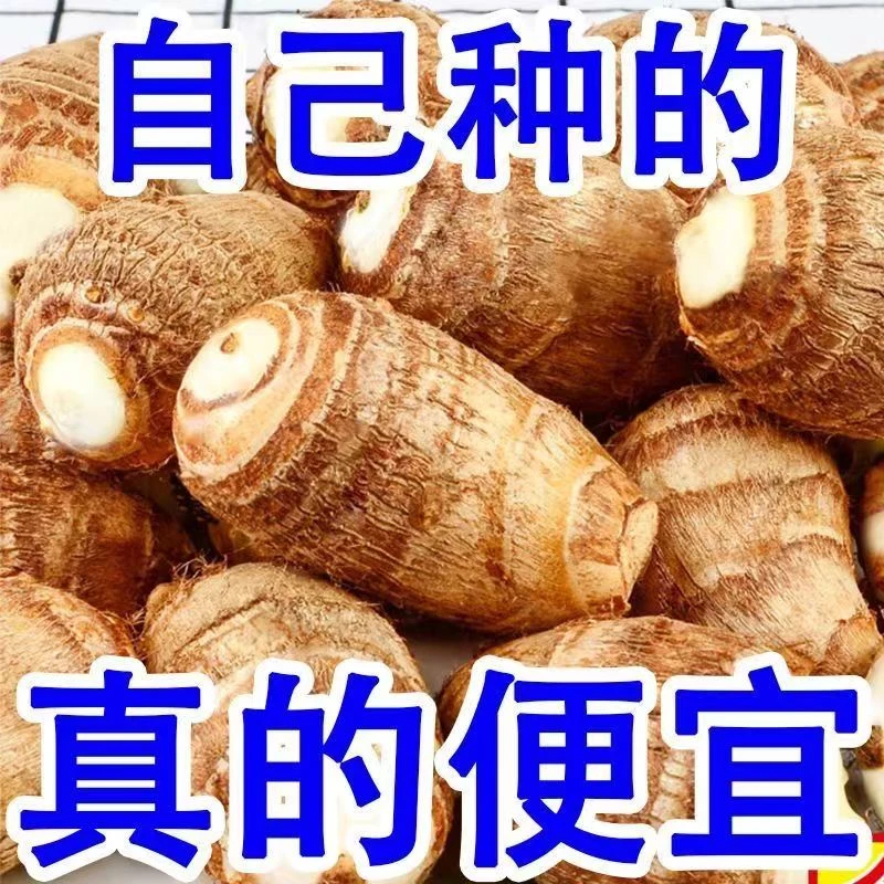 山东牛奶小芋头新鲜现摘蔬菜当天挖软糯香甜可口正宗特产