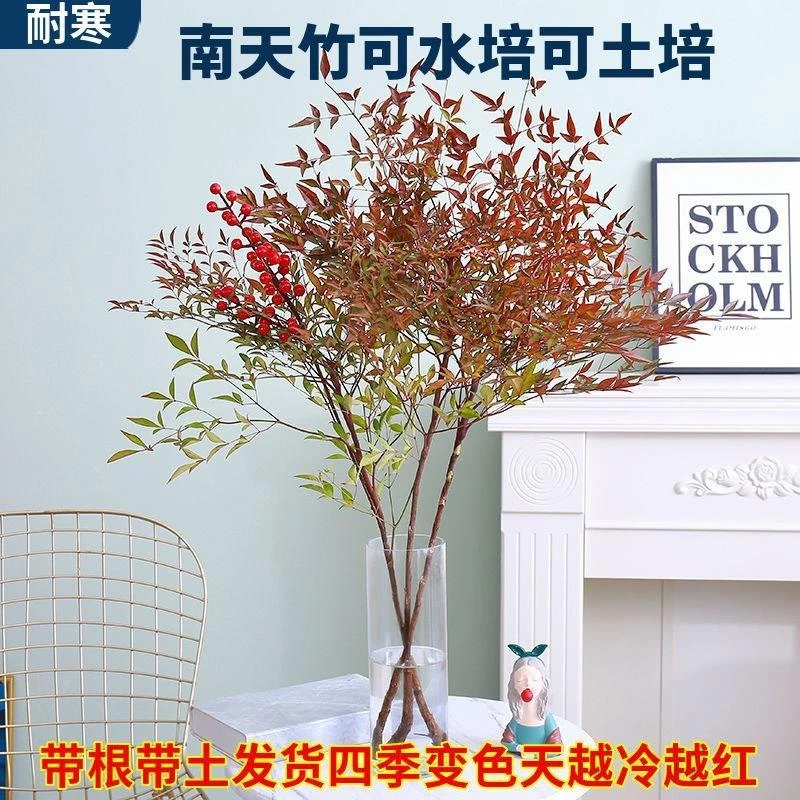 水培植物带土树苗带根室内四季养活绿植耐寒土培清雅造型自然发货
