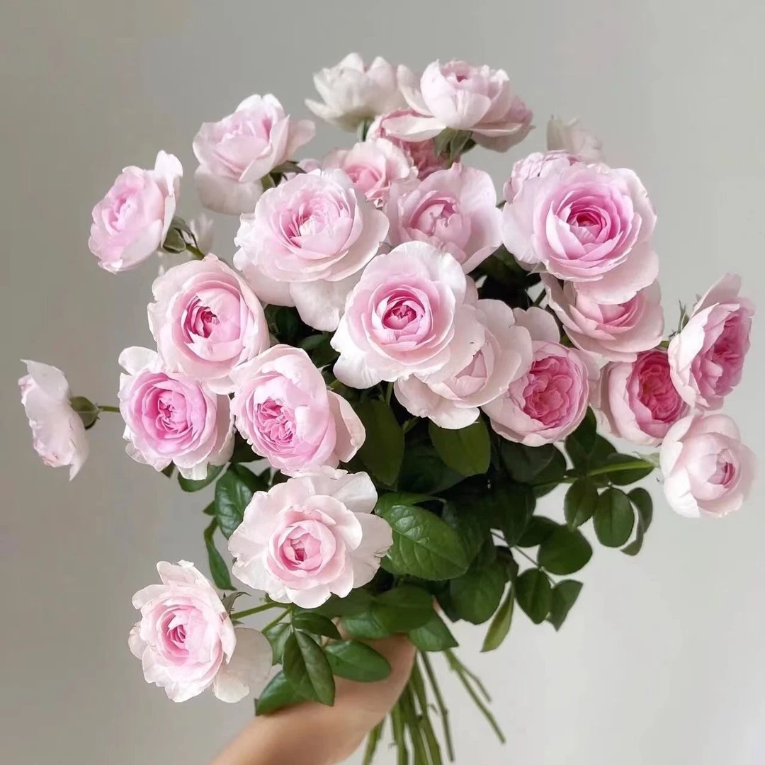 爬藤月季，我的心大花浓香型￼