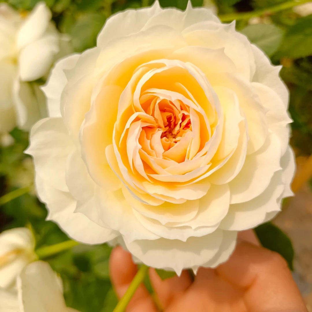 格拉姆斯城堡爬腾月季