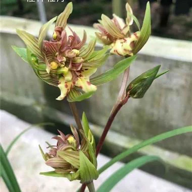 寒兰桂林牡丹土壤兰花苗高档春季花卉植物盆栽花期正品浓香型