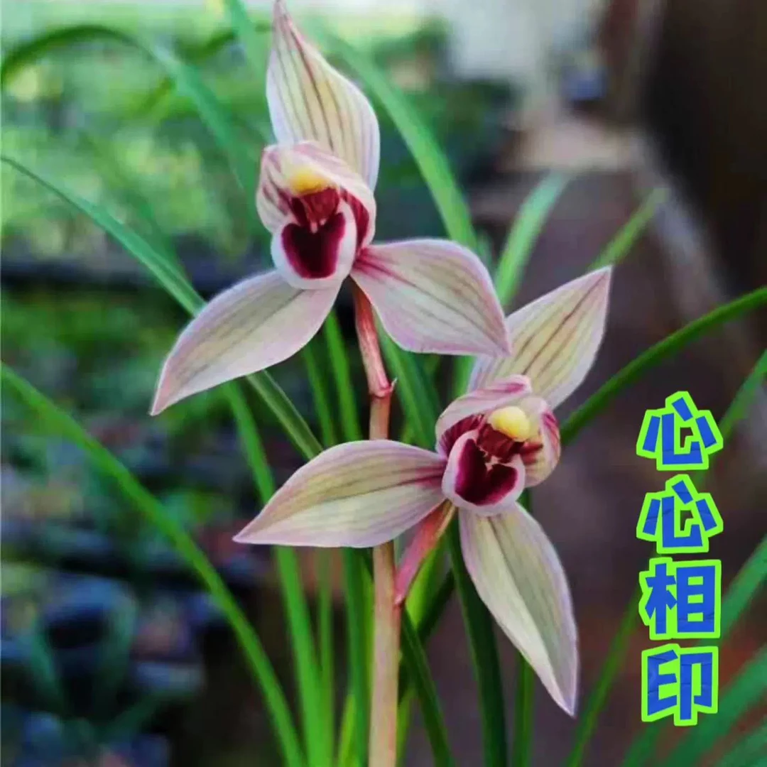 莲瓣兰【心心相印】国兰传统品种精品季节秋季兰花苗兰草