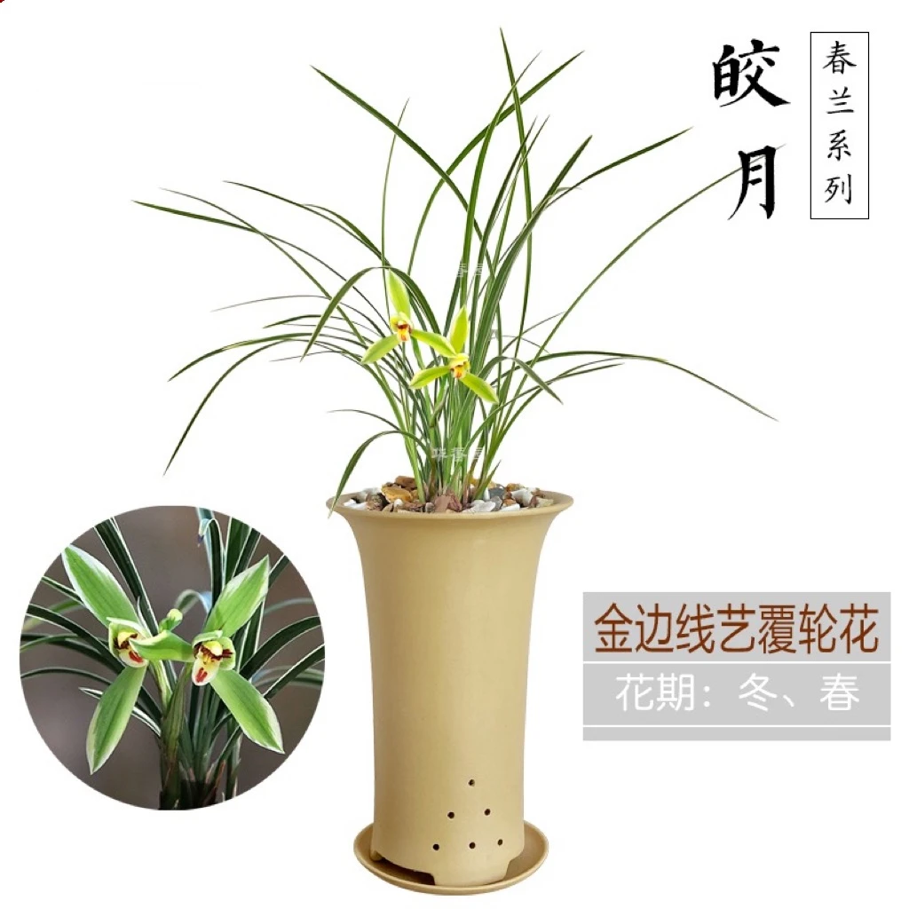 花艺双全兰花 皎月 春兰 银边金边复轮浓香室内外耐阴花卉绿植盆