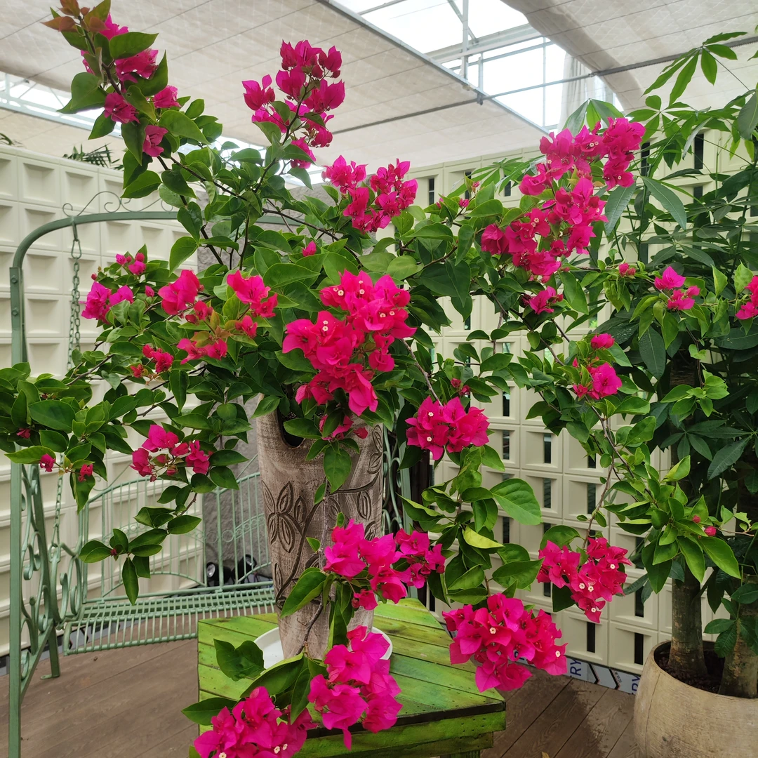 三角梅盆栽带花四季开花爬藤植物阳台小花卉庭院勤花好养大苗绿樱