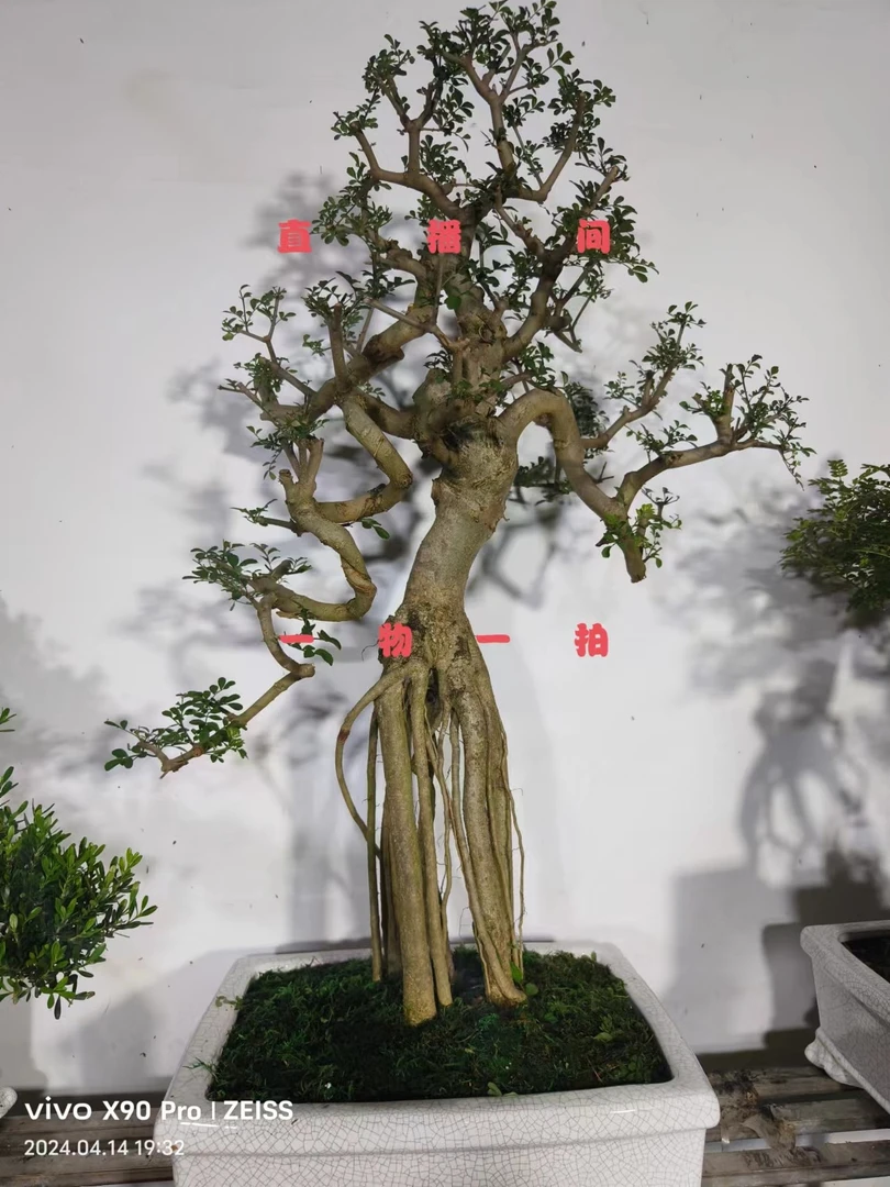 盆景基地，一物一拍链接