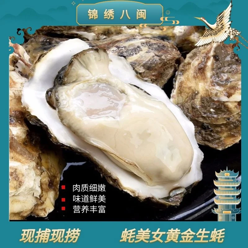 蚝美女深海放养鲜嫩味美鲜活2-3XL生蚝5斤装生鲜保鲜直达包赔