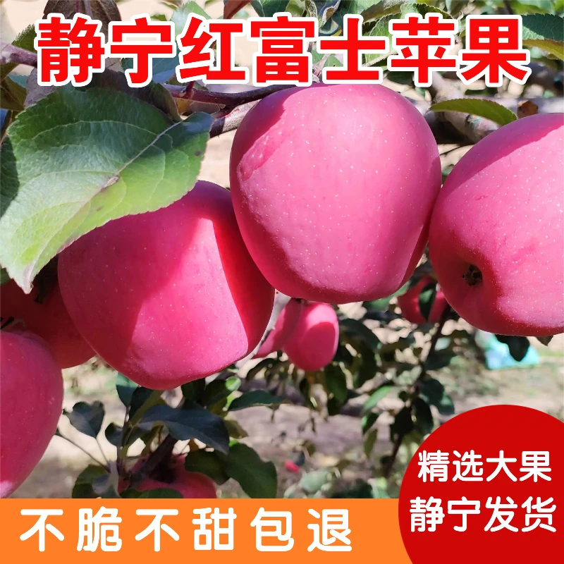 【新人福利】正宗静宁红富士苹果甘肃静宁苹果脆甜多汁现摘现发包邮