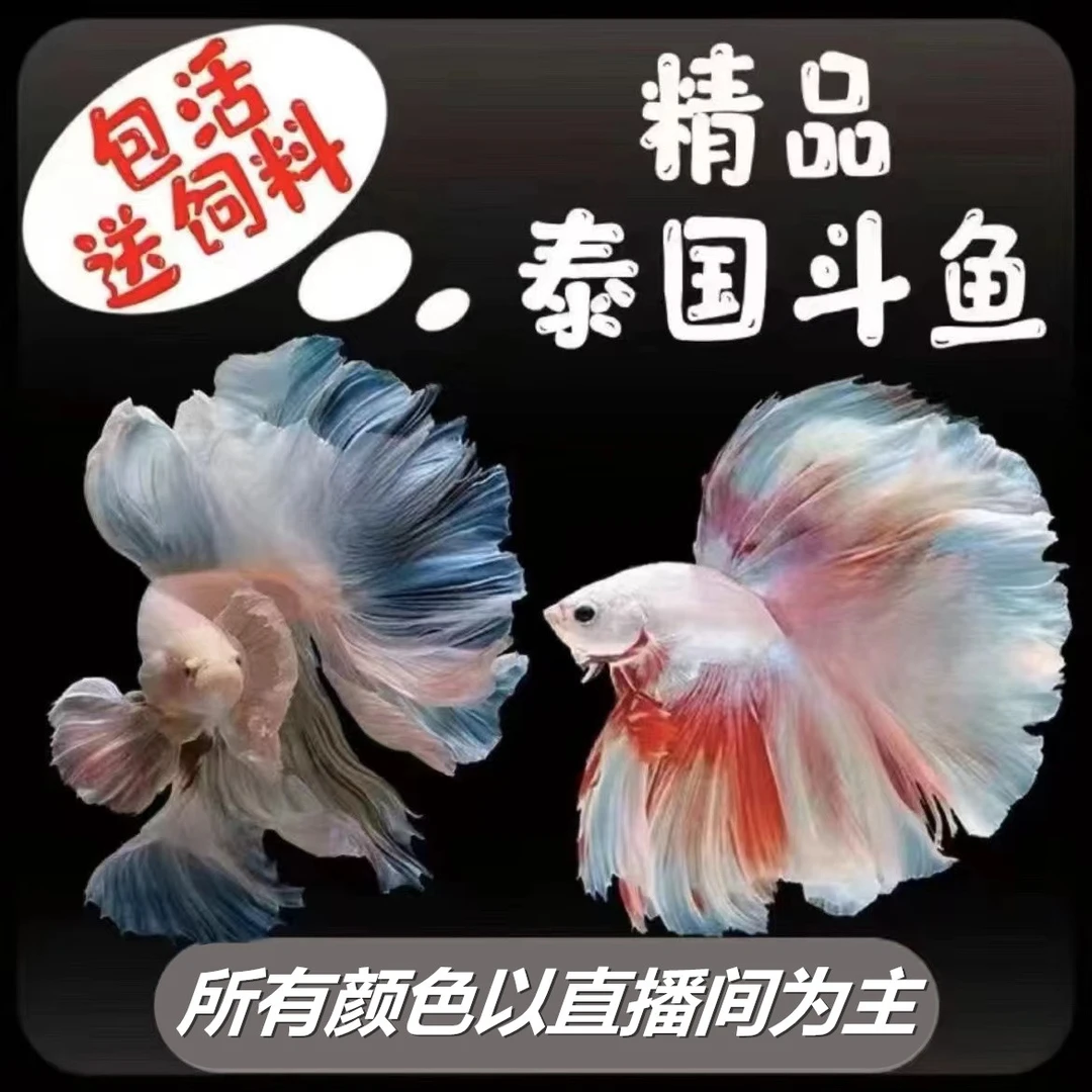 (145-168)精品泰国斗鱼热带小型观赏鱼婚纱半月斗鱼(直播间选鱼)