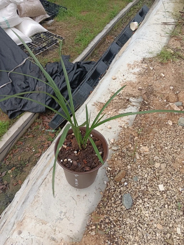 种植盆栽兰花，3苗