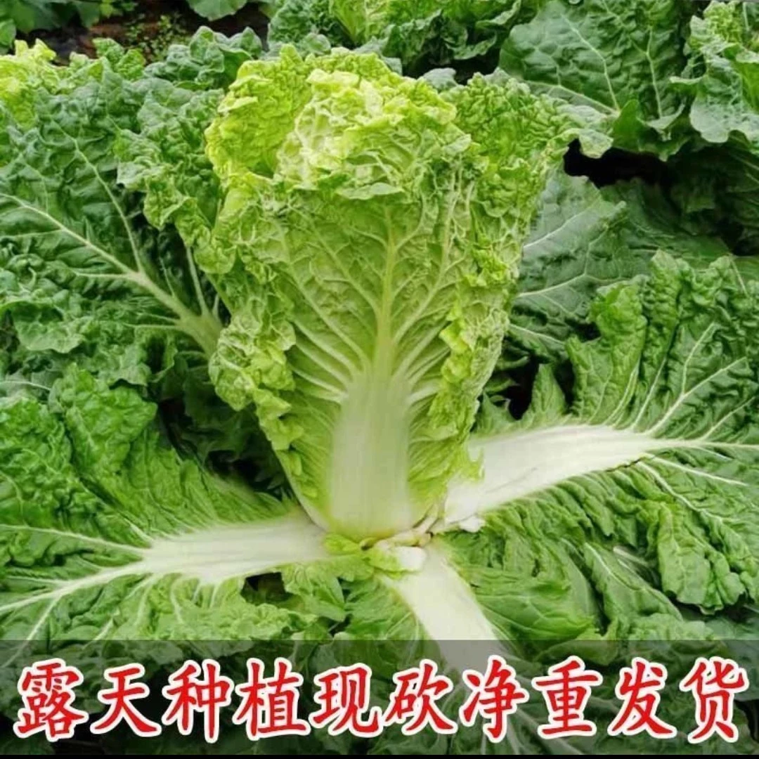 贵州高山农家露天种植麻叶白菜 5 斤装（现货现发）