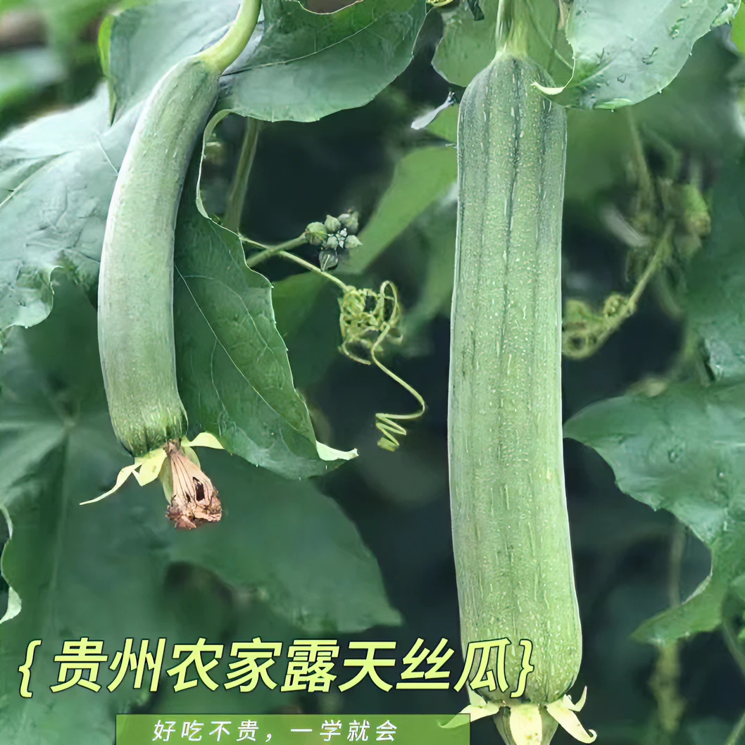 贵州高山农家露天种植丝瓜2-4斤装（现货现发）