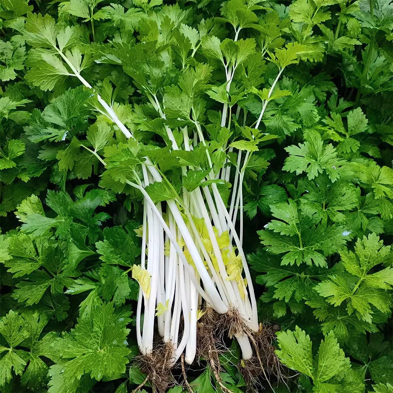 贵州高山露天农家种植本地香芹1-3斤装（现货现发）