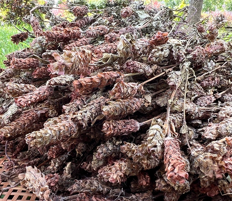 云南土特产=夏 楛 草=5把g 泡水煮水煲汤