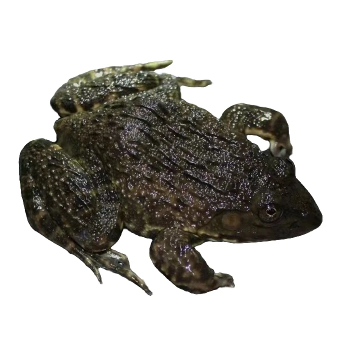 一年活蛙<仿野活田鸡5斤4斤3斤2斤>放养稻田田鸡山区泉水顺丰包邮