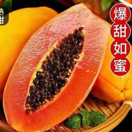 京东顺丰空运包邮海南红心牛奶木瓜树上熟水果冰糖青木瓜香甜细腻