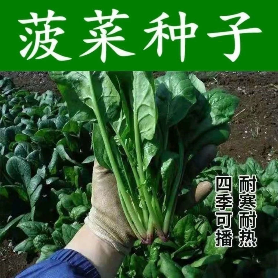 夏季菠菜种子耐高温春籽种夏季秋季四季菠菜种子蔬菜种子大
