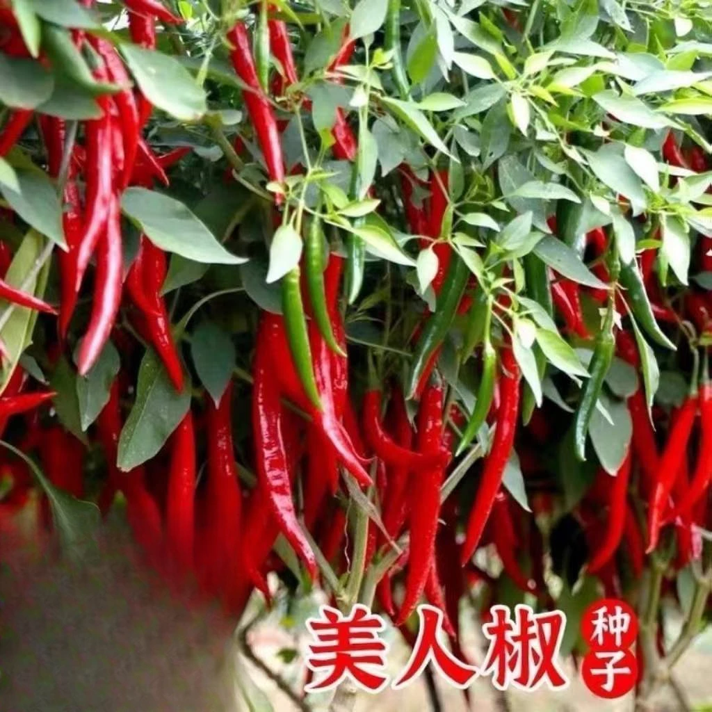 摘不败美人椒种子色红尖椒长辣椒种子香辣四季盆栽蔬菜种籽