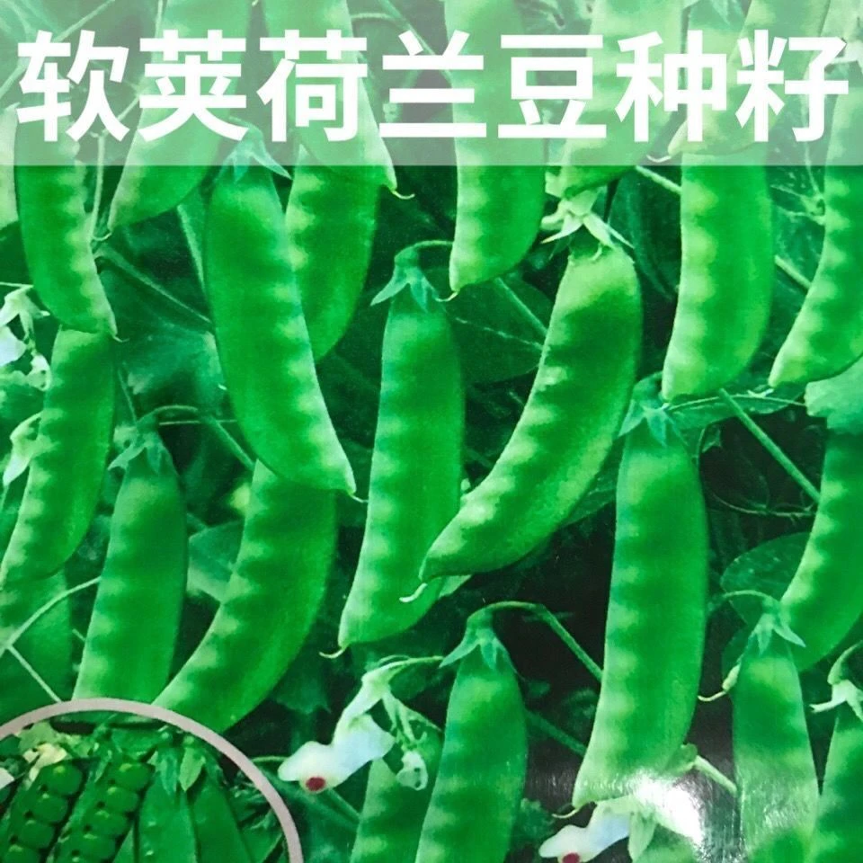 软荚荷兰豆种子甜豌豆种种级蔬菜孑碗豆种子