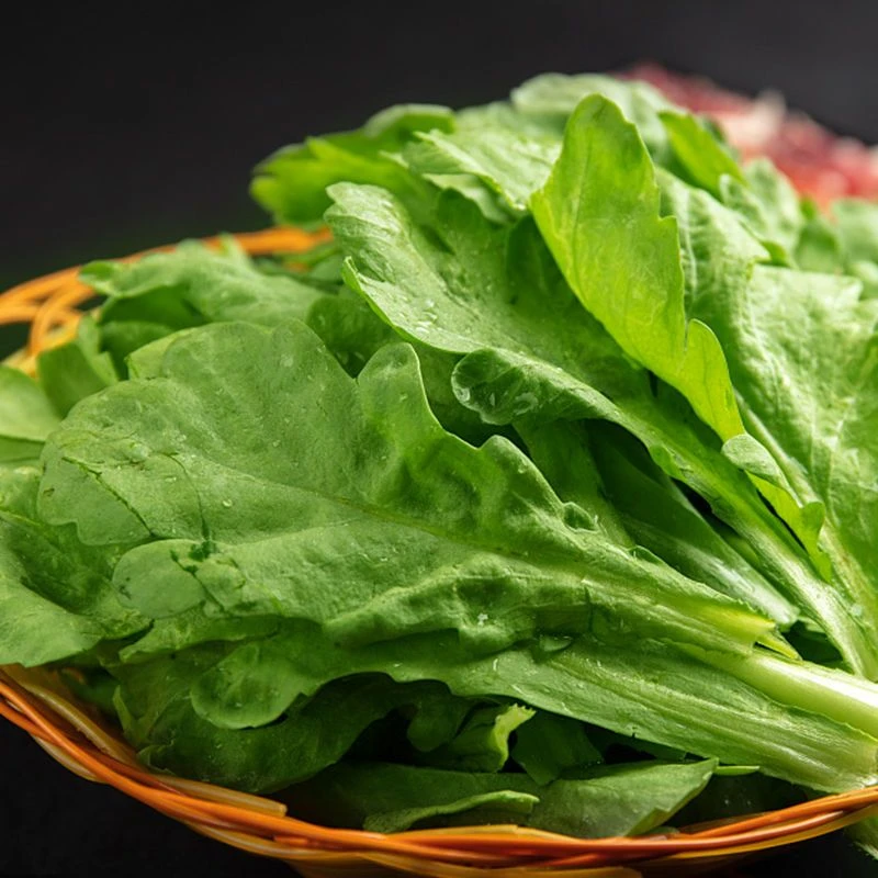 大叶茼蒿种子桐花菜籽大秋冬季蒿菜种籽同蒿阳台四季蔬菜孑