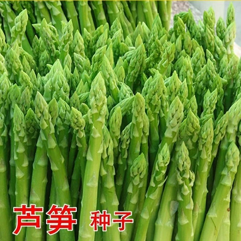芦笋种子四季播种蔬菜芦笋绿芦笋种子高营养蔬菜种子