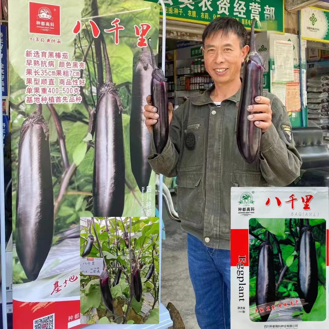 种都高科八千里黑茄子种子早熟耐低温茄子种子