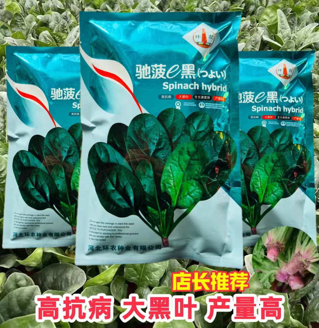 驰菠e黑大叶菠菜种子四季速生波菜种籽秋季蔬菜种孑趴地菠菜籽种