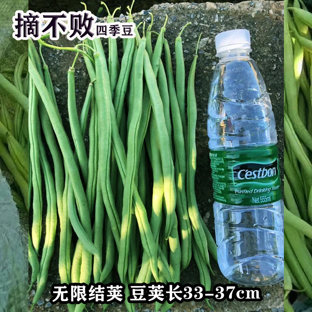 摘不败无筋四季豆种子播种浅绿种植生长基地季节自然色彩使用