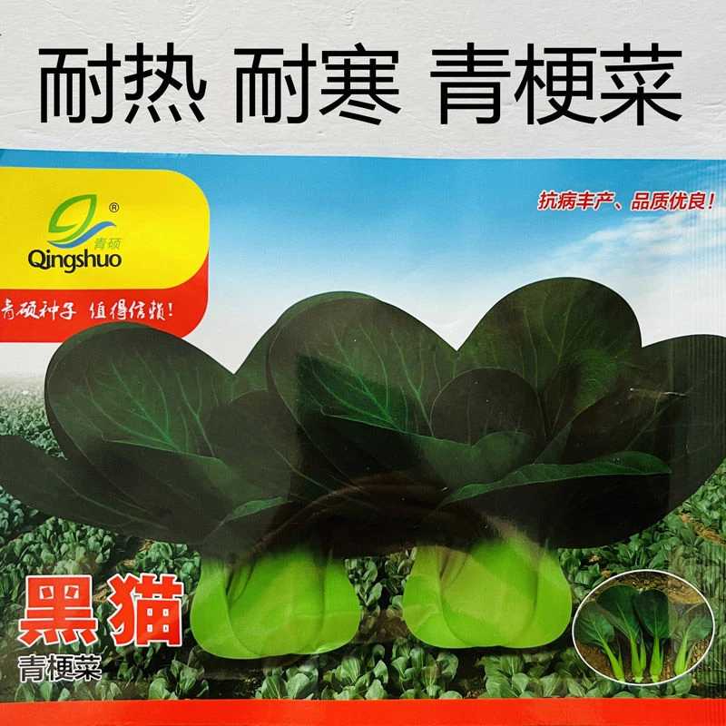 黑叶矮脚苏州青种子黑猫抗寒肉厚油亮黑叶苏州青春秋青梗菜种籽