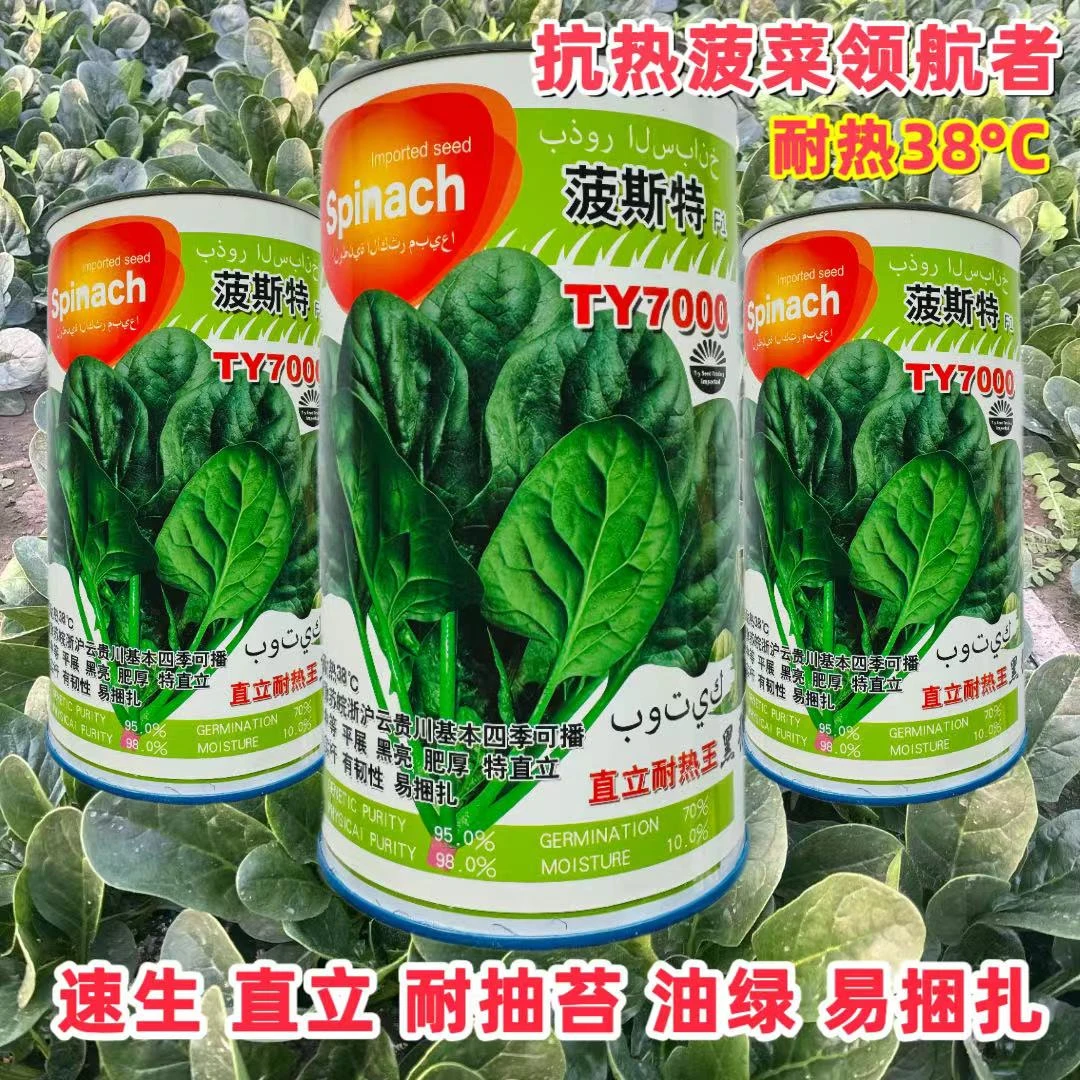 耐高温菠菜种子四季肉菠菜种子耐抽苔菠菜火凤凰伏播王菠菜种子