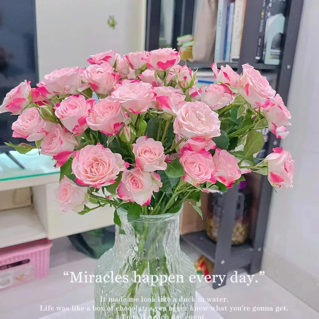 【多头折射泡泡】基地直发家用鲜花 任意拍三单送花艺剪