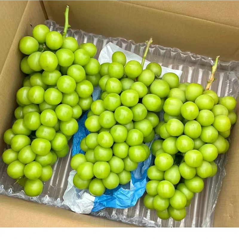 精品甜美阳光玫瑰