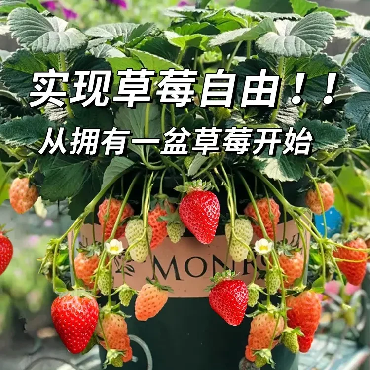 【带花带果发货】盆栽草莓苗阳台盆栽草莓秧带花带盆新手四季种