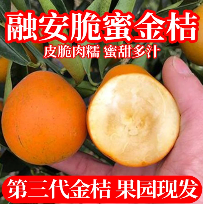 正宗广西脆蜜金桔金柑第三代纯甜金桔无籽新鲜带皮吃水果现摘现发