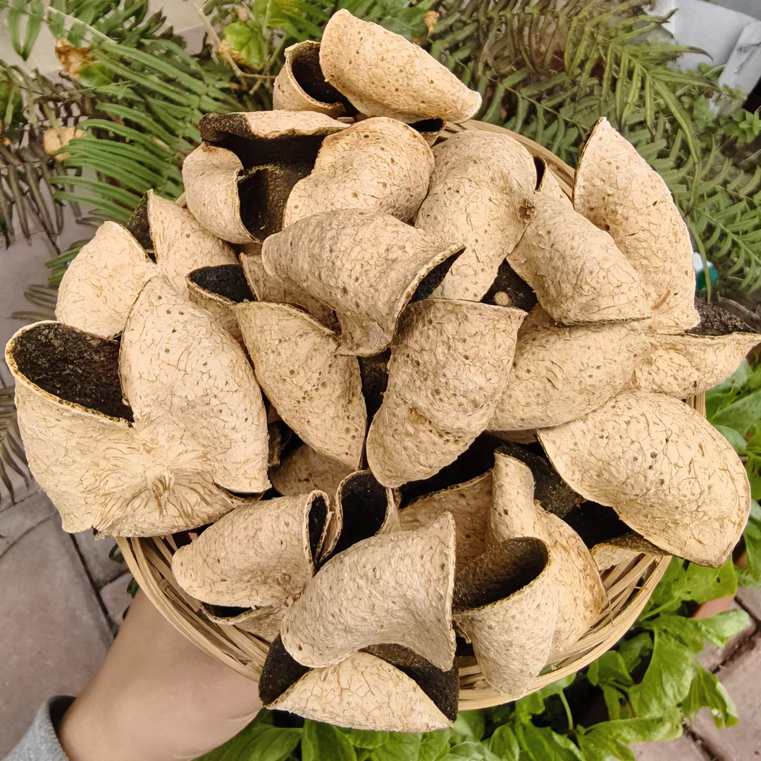 【大青皮】2016梅江塞口沙圈枝大青皮花香回甘棒生晒正宗新会陈皮