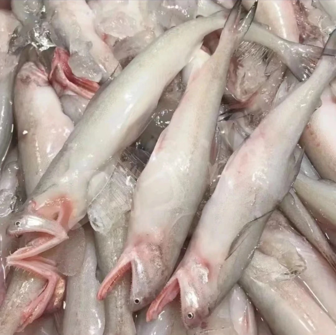 东海野生海捕豆腐鱼 龙头鱼 水鱼顺丰包邮（以直播间为准）