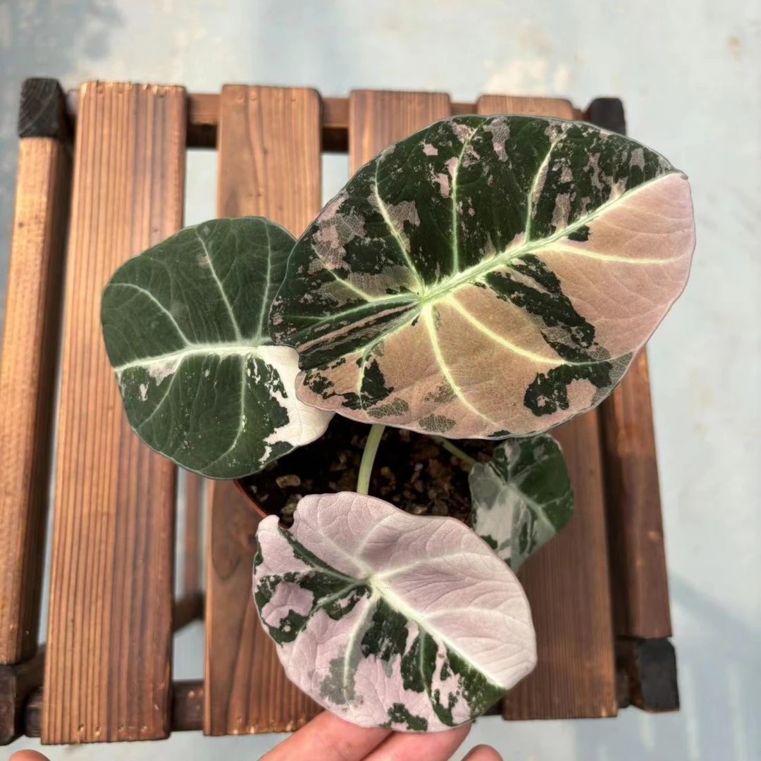 粉锦黑天鹅海芋天鹅绒
