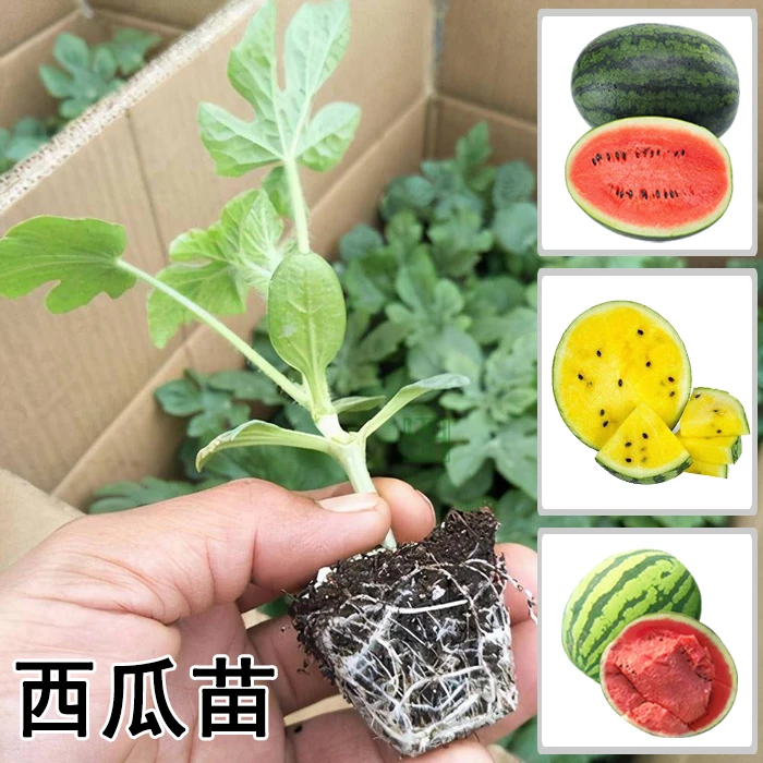 嫁接西瓜苗8424麒麟美都懒汉王2K无籽西瓜苗易成活早熟阳台小院种