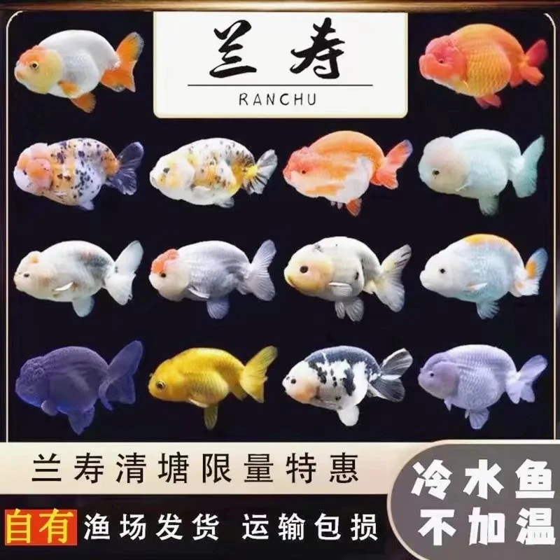 兰寿金鱼小亚成活鱼观赏鱼好养耐活漂亮的冷水鱼