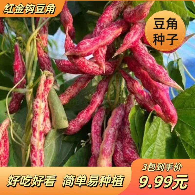 可春播红金钩豆角原种红金钩种子红金钩无筋无柴蔬菜种子大全南方