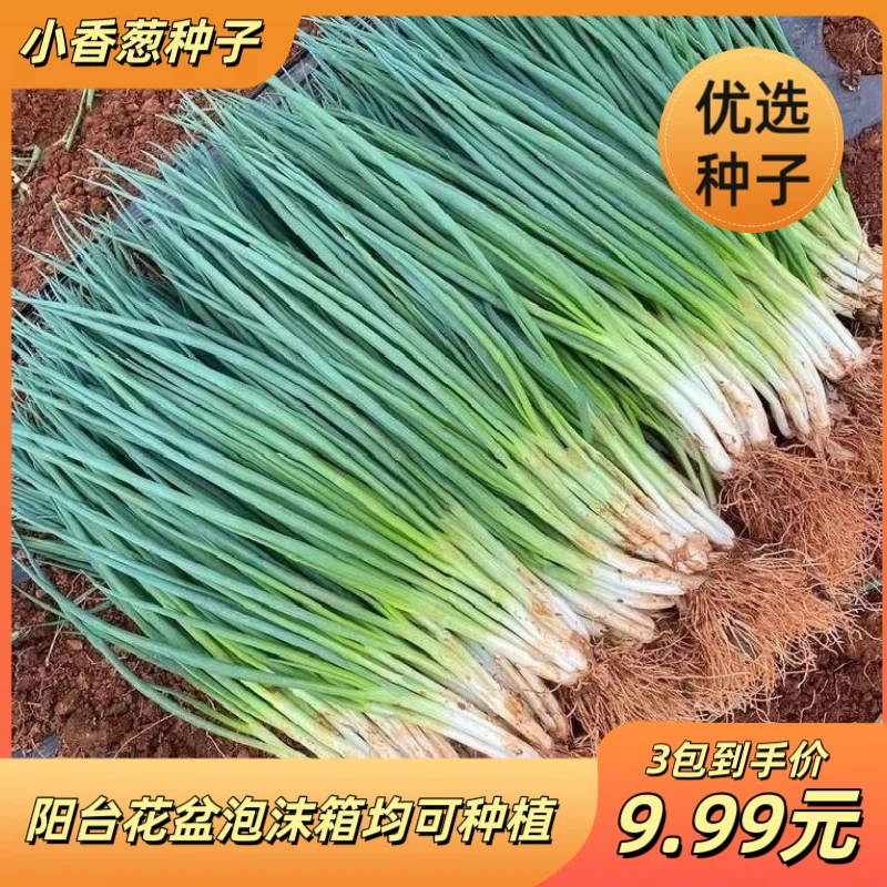 分多多香葱种子盆栽阳台庭院种植正版耐寒菜种小香葱种子浓香分葱