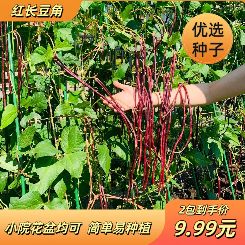 春秋红豇豆种籽紫红豆角种孑早熟四季播耐热抗病豇豆种子简单高产