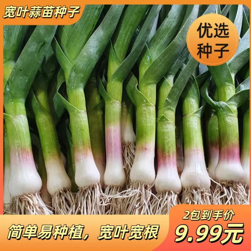 【宽叶蒜苗种子】秋冬蒜苗种孑三茬连续采收红皮蒜苗籽农家蔬菜种籽