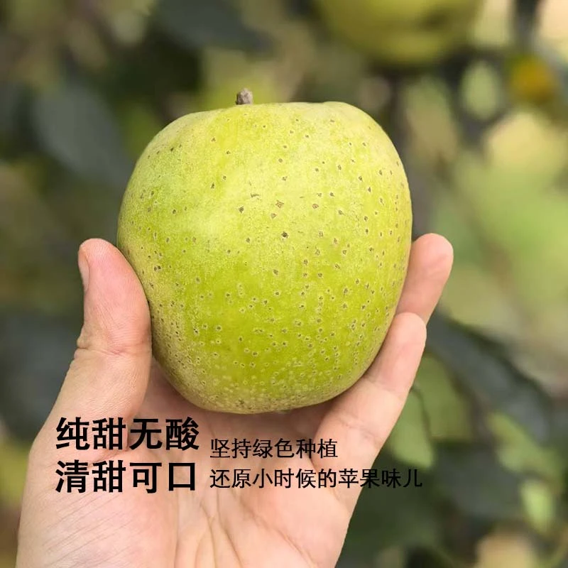 丁苹果丁苹果 绿色认证王林苹果部分粉面家庭装4.5斤