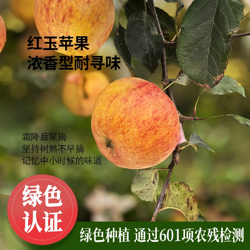 丁苹果丁苹果绿色认证红玉生态种植红玉苹果家庭装酸甜果味浓郁
